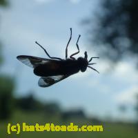 /home//u458753944/public_html/sourcegallery///////////////////Insects and small critters/flies (Diptera)/P7150846.JPG
